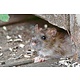 Ratten en Muizen bestrijden