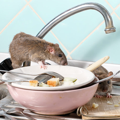 Pièges à souris et à rats