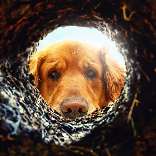Clôture pour chiens