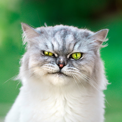 Éloigner les chats