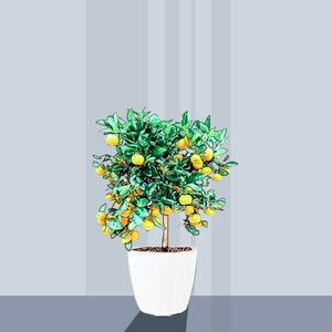 Drzewo pomarańczowe (Citrus Sinensis)