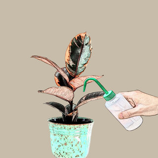 Przydatne wskazówki dotyczące podlewania