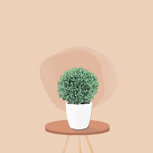 Ilex Crenata (ostrokrzew japoński)