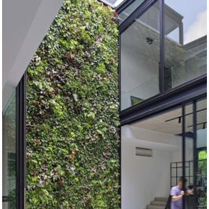 Żywa ściana roślinna