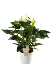 Anthurium White Champion M