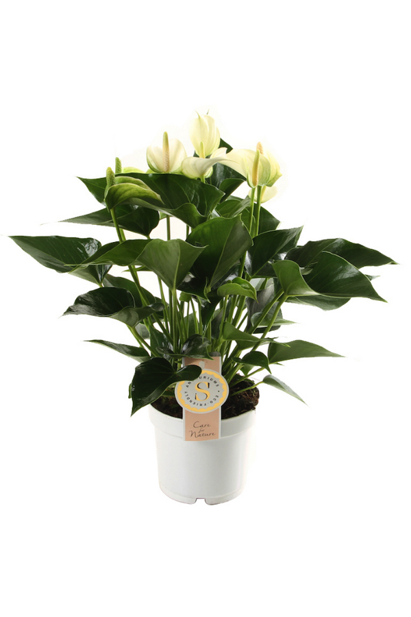 Anthurium White Champion M