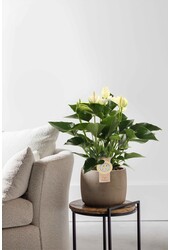 Anturium White Champion M