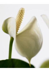 Anthurium White Champion M