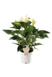 Anthurium White Champion S