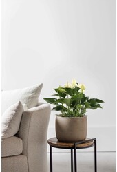 Anthurium White Champion S