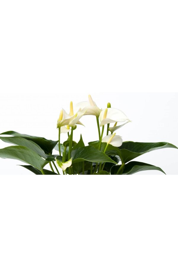 Anthurium White Champion S