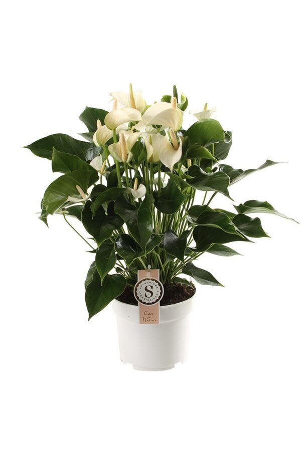 Anthurium White Champion L
