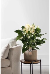 Anthurium White Champion L