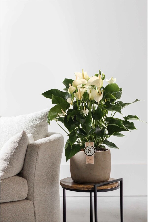 Anthurium White Champion L