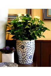 Anturium White Champion L