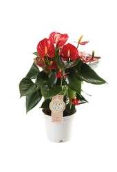 Anturium Royal Red S