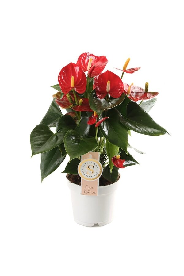 Anthurium Royal Red S