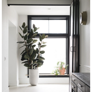 Roślina do przedpokoju