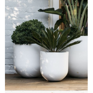 Roślina ogrodowa w doniczce