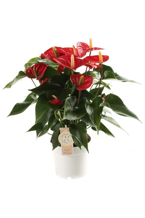 Anthurium Royal Red M