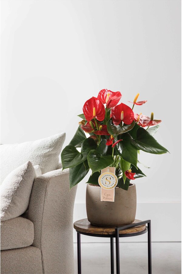 Anthurium Royal Red M