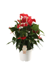 Anturium Royal Red L