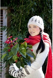 Anthurium Royal Red L