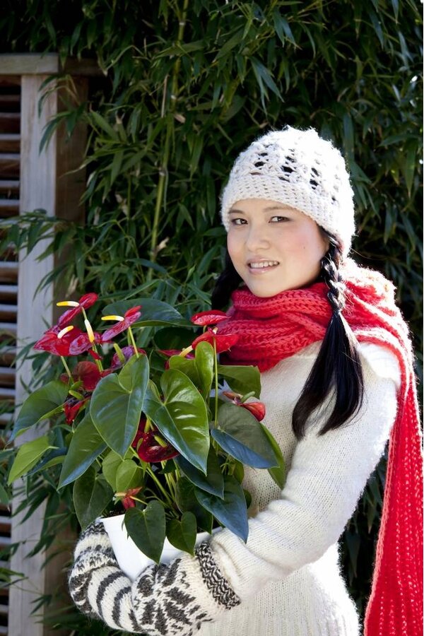 Anturium Royal Red L