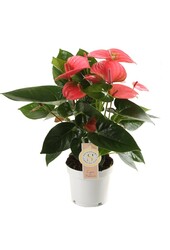 Anturium Pink Champion S