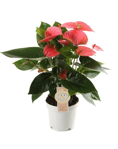 Anthurium