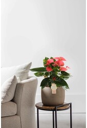Anthurium Pink Champion S