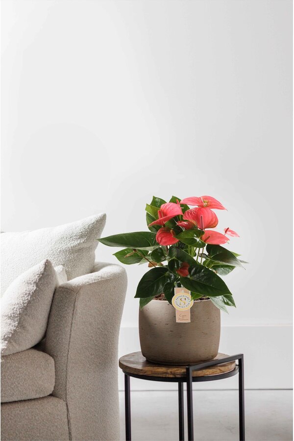 Anthurium Pink Champion S