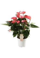 Anturium Pink Champion M