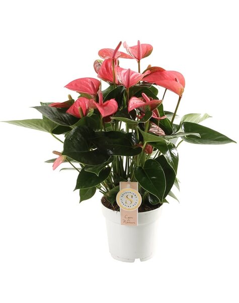 Anthurium