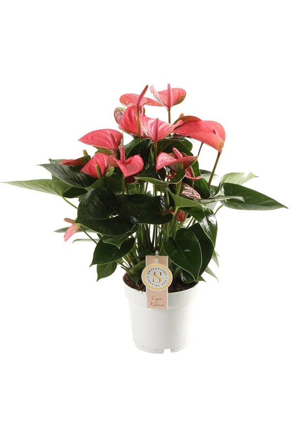 Anturium Pink Champion M