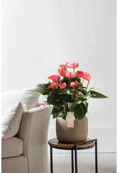 Anturium Pink Champion M