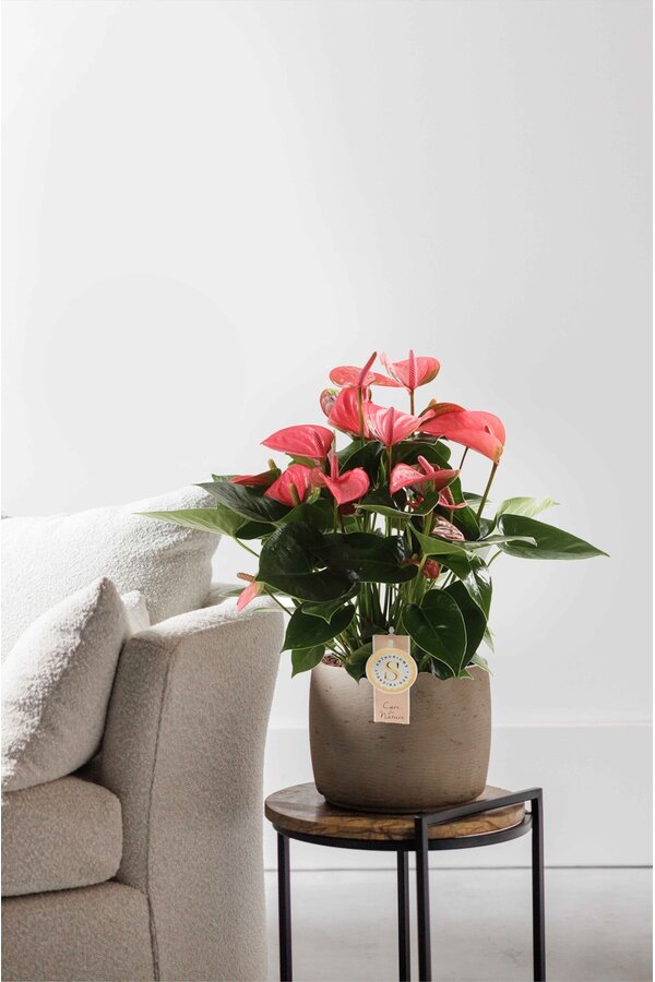 Anthurium Pink Champion M
