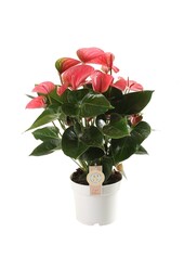 Anthurium Pink Champion L