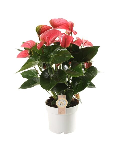 Anthurium