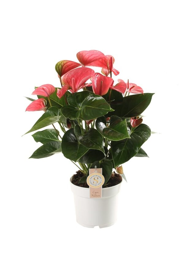 Anturium Pink Champion L