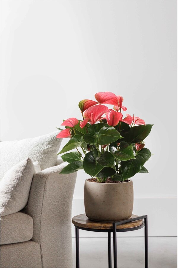 Anthurium Pink Champion L