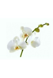 Odżywka do orchidei