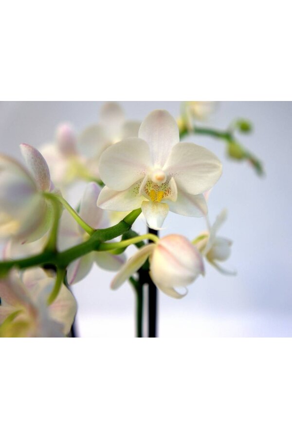 Ziemia do uprawy orchidei