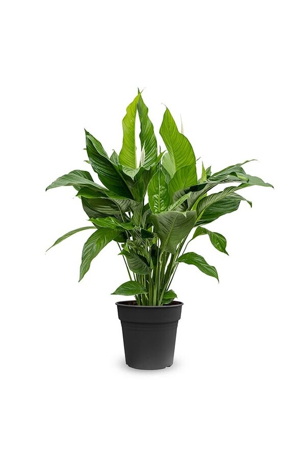 Spathiphyllum Roślina łyżkowa L