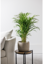 Złota Palma Areka S