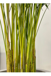 Złota palma Areca S