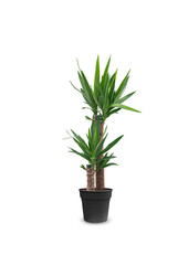 Palma Yucca kępka M