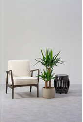 Palma Yucca kępka M