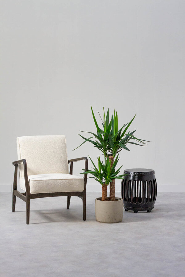 Palma Yucca kępka M