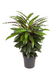Calathea Rufibarba